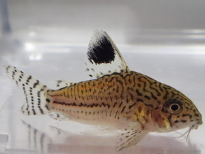 ２０匹 CORY．ジュリー ２から３ＣＭ SM/MSサイズ 淡水魚 熱帯魚 生体 即決 ８０サイズ関東送料８７３円