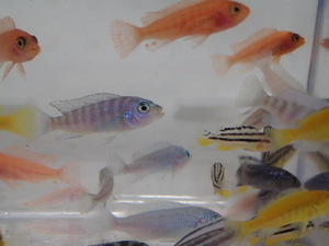 ３０匹 シクリッド ミックス ２から４ＣＭ おまかせ無選別 淡水魚 熱帯魚 生体 即決 １００サイズ関東送料１１１１円