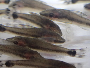 ★３０匹 ★オトシンクルス★ ２から３ＣＭ コケ 苔取り 淡水魚 熱帯魚 生体 即決★