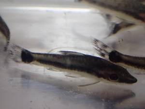 ★２０匹 ★オトシンクルス★ ２から３ＣＭ コケ 苔取り 淡水魚 熱帯魚 生体 即決★