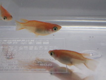 １０匹 楊貴妃半ダルマ（初恋） １から２CM メダカ 熱帯魚 淡水 生体 即決 ６０サイズ関東送料６５７円_画像9