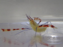 キイロオトヒメエビ １匹 ３から５CM SMサイズ コケ取り用 フィリピン 甲殻類 海水魚 熱帯魚 生体 即決 ８０サイズ関東送料８７３円_画像3