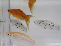 １０匹 ミックスライヤーモーリー ３から５CM MSサイズ 熱帯魚 淡水 生体 即決 ８０サイズ関東送料８７３円_画像9