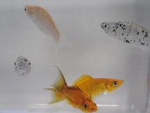 １０匹 ミックスライヤーモーリー ３から５CM MSサイズ 熱帯魚 淡水 生体 即決 ８０サイズ関東送料８７３円_画像3