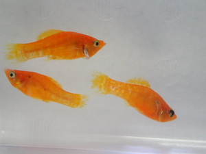 １０匹 オレンジモーリー ３から５CM MSサイズ 熱帯魚 淡水 生体 即決 ８０サイズ関東送料８７３円