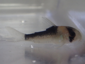 ３匹 CORY．アドルフォイ WILD SM/MSサイズ デュプリ 淡水魚 熱帯魚 生体 即決 ８０サイズ関東送料８７３円