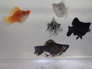 １０匹 ミックスバルーンモーリー ３CM前後 MSサイズ 淡水魚 熱帯魚 生体 即決 ８０サイズ関東送料８７３円