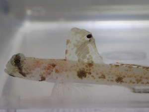 ２匹 オニハゼ セブ ４から６CM SMサイズ フィリピン 海水魚 熱帯魚 生体 即決 ８０サイズ関東送料８７３円