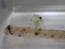 オニハゼ セブ １匹 ４から６CM SMサイズ フィリピン 海水魚 熱帯魚 生体 即決 ８０サイズ関東送料８７３円_画像9