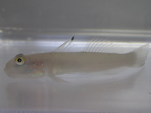 ミズタマハゼ １匹 ４から６CM SM/MSサイズ スリランカ 海水魚 熱帯魚 生体 即決 ８０サイズ関東送料８７３円