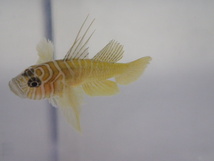 ２匹 イレズミハゼ ２から３CM Sサイズ 海水魚 熱帯魚 生体 即決 ８０サイズ関東送料８７３円_画像1