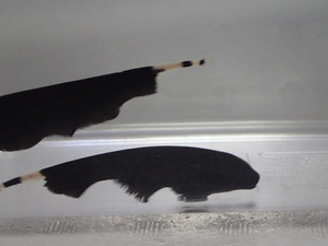 ２匹 ブラックゴースト １０から１２ＣＭ Ｍサイズ 淡水魚 熱帯魚 生体 即決 １００サイズ関東送料１１１１円