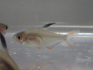 ３０匹 ロージーテトラ １から３ＣＭ SM/MSサイズ 淡水魚 熱帯魚 生体 即決 ８０サイズ関東送料８７３円