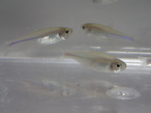 ３０匹 ブルーテトラ ２から３CM SM/MSサイズ 淡水魚 熱帯魚 生体 即決 ８０サイズ関東送料８７３円