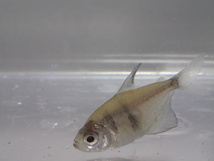 ３０匹 ブラックテトラ ２から３CM SM/MSサイズ 淡水魚 熱帯魚 生体 即決 ８０サイズ関東送料８７３円_画像4