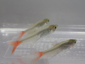 ３０匹 グラスブラッドフィン ２から３ＣＭ SM/MSサイズ 淡水魚 熱帯魚 生体 即決 ８０サイズ関東送料８７３円