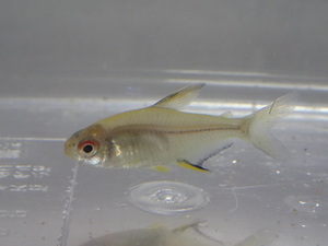 ２０匹 レモンテトラ ２から３ＣＭ SM/MSサイズ 淡水魚淡水魚 熱帯魚 生体 即決 ８０サイズ関東送料８７３円