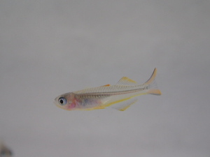 ２０匹 ポポンデッタ フルカタ ２から３ＣＭ SM/MSサイズ 淡水魚 熱帯魚 生体 即決 ８０サイズ関東送料８７３円