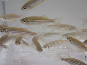 ５００匹 ゼブラダニオ MS/Mサイズ 研究用 淡水魚 熱帯魚 生体 即決 １００サイズ関東送料１１１１円