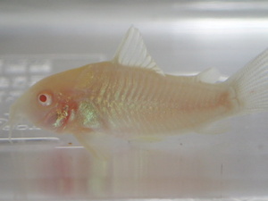 ３０匹 白コリドラス ２から３ＣＭ SM/MSサイズ 淡水魚 熱帯魚 生体 即決 １００サイズ関東送料１１１１円