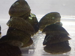 20 животных от 1 до 2 см моллюсков пресноводные рыбы Тропическая рыба Биологическое биологическое решение 60 размер канто доставки 657 иен