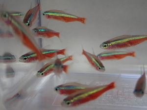 30 pcs car jinaru Tetra 2CM rom and rear (before and after) MS/M size freshwater fish tropical fish organism prompt decision 80 size Kanto postage 873 jpy 