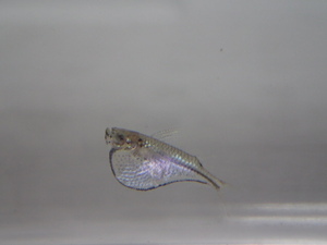 １０匹 マーサハチェット ２から３ＣＭ SM/MSサイズ 淡水魚 熱帯魚 生体 即決 ８０サイズ関東送料８７３円