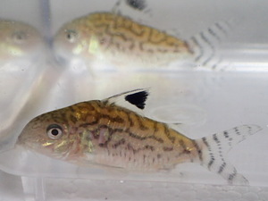 ★☆１０匹 CORY．レティキュラータス ３から４ＣＭ M/MLサイズ 淡水魚 熱帯魚 生体 即決☆★