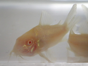 ★☆１０匹 白コリドラス ２から３ＣＭ Mサイズ 淡水魚 熱帯魚 生体 即決☆★