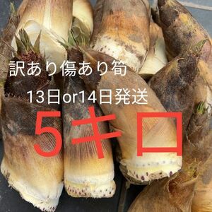 やわらかい 天然物 朝採 タケノコ ぬか付 新鮮 筍 美味しい　たけのこ　竹の子　訳あり　無農薬野菜