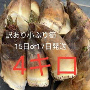 朝採 ぬか付 やわらかい 美味しい タケノコ 新鮮 天然物 筍　たけのこ　訳あり　傷あり　小ぶり