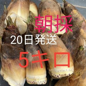 朝採 ぬか付 大ぶり やわらかい タケノコ 筍 美味しい 天然物 新鮮　傷あり　