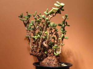 105 Ceraria pygmaea ケラリア ピグマエア サボテン 多肉植物 塊根　コーデックス 塊茎