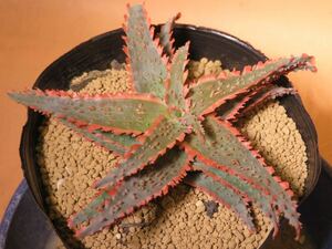 45 アロエ 交配選抜① Aloe サボテン 多肉植物