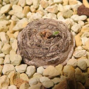 50 Ceropegia sp. rings on tuber maybe claviloba セロペギア サボテン 多肉植物 塊根 コーデックス 塊茎の画像4