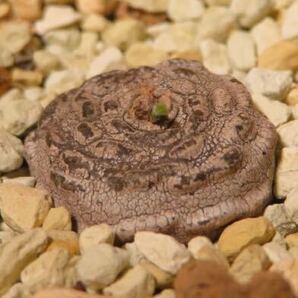 50 Ceropegia sp. rings on tuber maybe claviloba セロペギア サボテン 多肉植物 塊根 コーデックス 塊茎の画像2
