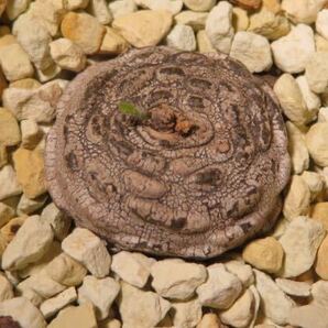 50 Ceropegia sp. rings on tuber maybe claviloba セロペギア サボテン 多肉植物 塊根 コーデックス 塊茎の画像1