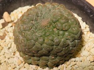 65 Larryleachia cactiformis 仏頭玉 ラリレアキア カクチフォルミス サボテン 多肉植物 塊根　コーデックス 塊茎