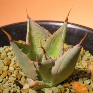 28 アガベ ベッキー錦 Agave isthmensis サボテン 多肉植物の画像3