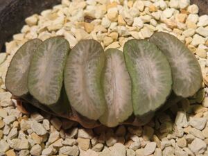 11 玉扇 ティアラ ハオルチア サボテン 多肉植物