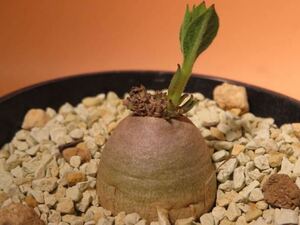 68 Brachystelma barberae ブラキステルマ バーベラエ サボテン 多肉植物 塊根　コーデックス 塊茎