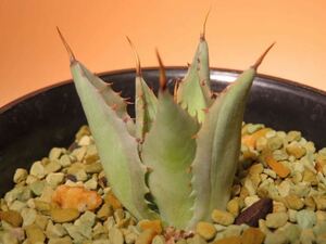 28 アガベ ベッキー錦 Agave isthmensis サボテン 多肉植物