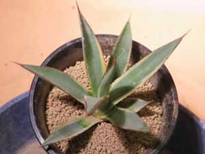 42 アガベ ブルーグロー Agave サボテン 多肉植物