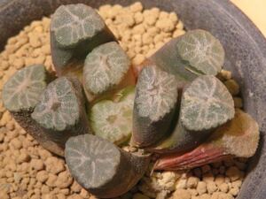 15 万象 ブラックホール ハオルチア サボテン 多肉植物