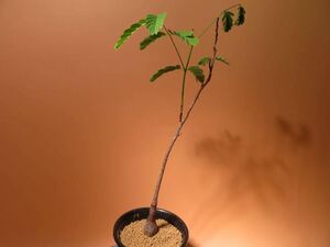 61 Entada leptostachya エンタダ サボテン 多肉植物 塊根　コーデックス 塊茎