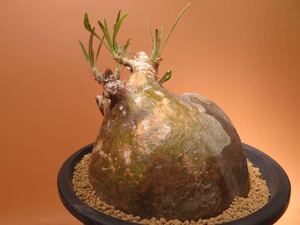 51 Pachypodium gracilius 象牙宮 パキポディウム グラキリス サボテン 多肉植物 塊根　コーデックス 塊茎