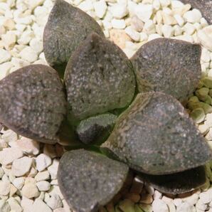 28 夜叉児 OZAWA ハオルチア サボテン 多肉植物の画像3