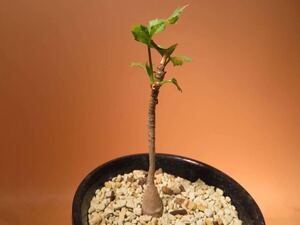 78 Steganotaenia araliacea R5/7月 サボテン 多肉植物 塊根　コーデックス 塊茎