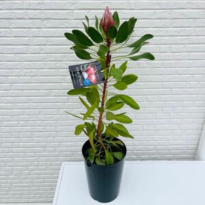 プロテア キングプロテア 苗 リトルプリンス オージープランツ 蕾　鉢植え　鉢 花木 ネイティブプランツ