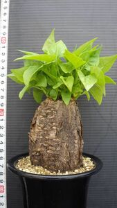 多肉植物　ミラビリス　ジャラパ　ハラパ　塊根種　珍品　大　